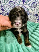Jordan- mini, a male Miniature Bernedoodle for sale in Ladysmith, WI – 8 of 10