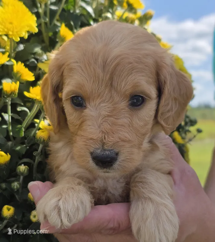 Xavier-mini – Goldendoodle puppy for sale in Ladysmith, WI