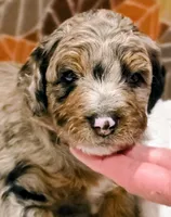 Hank-mini, a male Miniature Bernedoodle for sale in Ladysmith, WI – 1 of 10