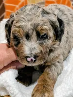 Hank-mini, a male Miniature Bernedoodle for sale in Ladysmith, WI – 7 of 10