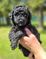 Major , a male Miniature Goldendoodle for sale in Ladysmith, WI – 4 of 10