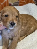Xavier-mini, a male Goldendoodle for sale in Ladysmith, WI – 2 of 8