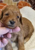 Micah- mini, a male Goldendoodle for sale in Ladysmith, WI – 7 of 7