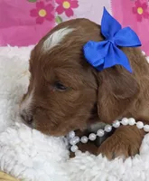 Rose- mini, a female Goldendoodle and Miniature Goldendoodle for sale in Ladysmith, WI – Photo 6 of 8