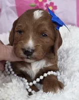 Rose- mini, a female Goldendoodle and Miniature Goldendoodle for sale in Ladysmith, WI – Photo 3 of 8