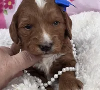 Rose- mini, a female Goldendoodle and Miniature Goldendoodle for sale in Ladysmith, WI – Photo 2 of 8