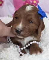 Rose- mini, a female Goldendoodle and Miniature Goldendoodle for sale in Ladysmith, WI – Photo 4 of 8