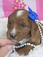 Rose- mini, a female Goldendoodle and Miniature Goldendoodle for sale in Ladysmith, WI – Photo 5 of 8