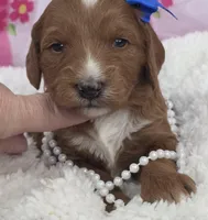 Rose- mini, a female Goldendoodle and Miniature Goldendoodle for sale in Ladysmith, WI – Photo 1 of 8