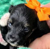 Ari- mini, a male Miniature Bernedoodle for sale in Ladysmith, WI – 5 of 8