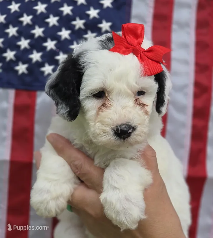 Opal-mini – Poodle - Miniature , Sheepadoodle puppy for sale in Ladysmith, WI