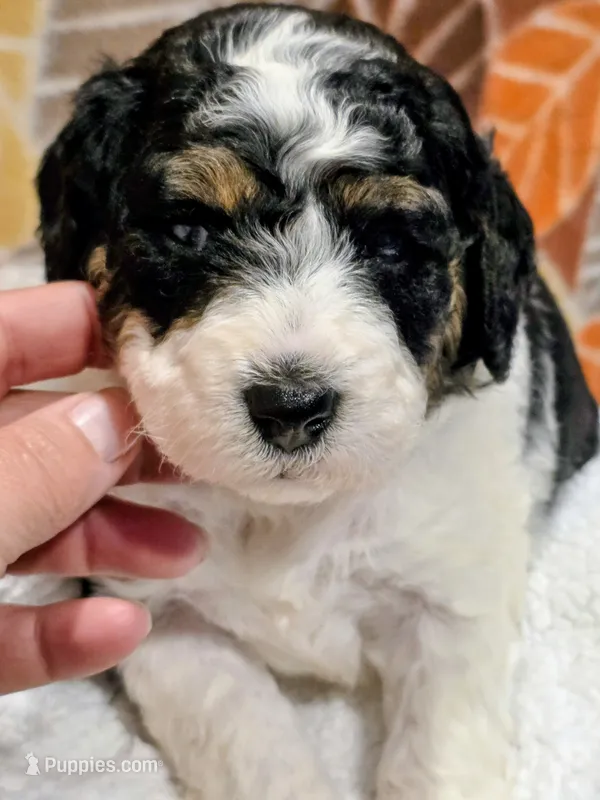 Toby-mini – Miniature Bernedoodle puppy for sale in Ladysmith, WI