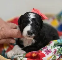 Majic-mini, a female Poodle - Miniature  and Sheepadoodle for sale in Ladysmith, WI – 1 of 7