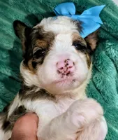 Bailey-mini, a female Miniature Bernedoodle for sale in Ladysmith, WI – 3 of 8