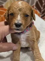 Tucker-mini, a male Goldendoodle for sale in Ladysmith, WI – 6 of 9