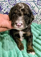Jordan- mini, a male Miniature Bernedoodle for sale in Ladysmith, WI – 2 of 10