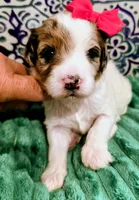 Maya- mini, a female Miniature Bernedoodle for sale in Ladysmith, WI – 4 of 9