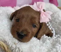 Blossom- mini, a female Goldendoodle and Miniature Goldendoodle for sale in Ladysmith, WI – Photo 8 of 8