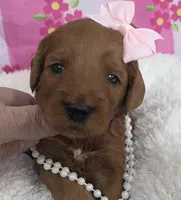 Blossom- mini, a female Goldendoodle and Miniature Goldendoodle for sale in Ladysmith, WI – Photo 3 of 8