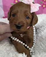 Blossom- mini, a female Goldendoodle and Miniature Goldendoodle for sale in Ladysmith, WI – Photo 2 of 8