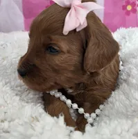 Blossom- mini, a female Goldendoodle and Miniature Goldendoodle for sale in Ladysmith, WI – Photo 4 of 8