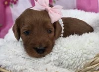 Blossom- mini, a female Goldendoodle and Miniature Goldendoodle for sale in Ladysmith, WI – Photo 7 of 8