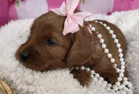 Blossom- mini, a female Goldendoodle and Miniature Goldendoodle for sale in Ladysmith, WI – Photo 5 of 8