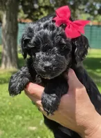 Onyx, a female Miniature Goldendoodle for sale in Ladysmith, WI – 7 of 10