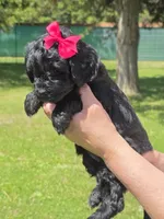 Onyx, a female Miniature Goldendoodle for sale in Ladysmith, WI – 9 of 10