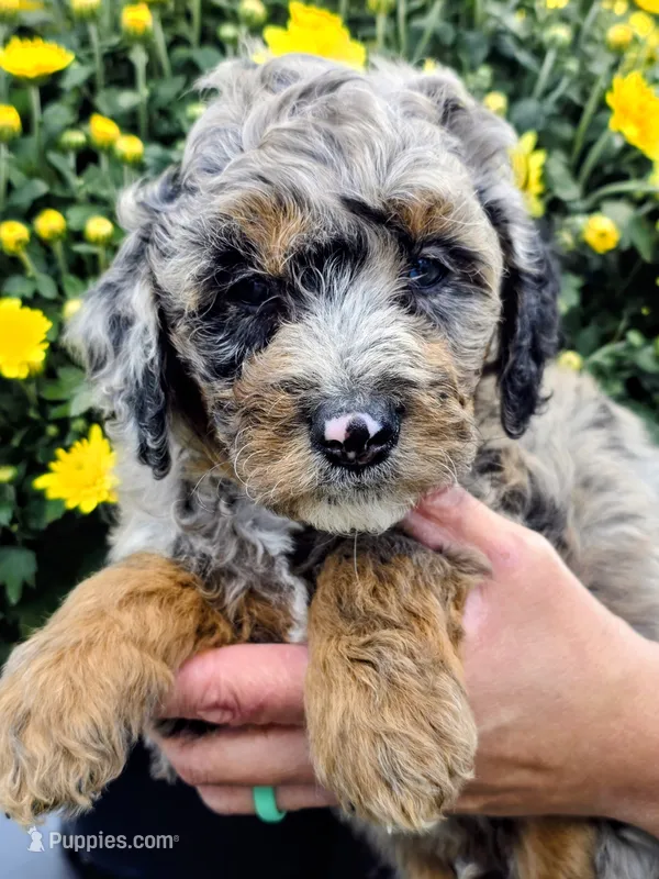Hank-mini – Miniature Bernedoodle puppy for sale in Ladysmith, WI