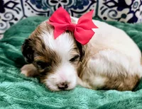 Maya- mini, a female Miniature Bernedoodle for sale in Ladysmith, WI – 8 of 9
