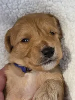 Xavier-mini, a male Goldendoodle for sale in Ladysmith, WI – 6 of 8