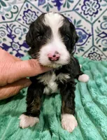 Brett-mini, a male Miniature Bernedoodle for sale in Ladysmith, WI – 6 of 10