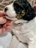 Toby-mini, a male Miniature Bernedoodle for sale in Ladysmith, WI – 7 of 8