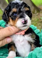 Sammy- mini, a male Miniature Bernedoodle for sale in Ladysmith, WI – 5 of 7