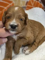 Devonte- mini, a male Goldendoodle for sale in Ladysmith, WI – 5 of 7