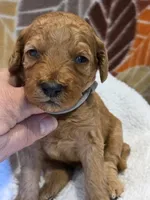 Zaire-mini, a male Goldendoodle for sale in Ladysmith, WI – 5 of 7