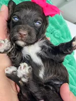 Amelia-mini, a female Portuguese Water Dog and Poodle - Miniature  for sale in Ladysmith, WI – 4 of 6
