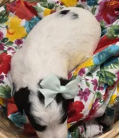 Pearl-mini, a female Poodle - Miniature  and Sheepadoodle for sale in Ladysmith, WI – 5 of 6
