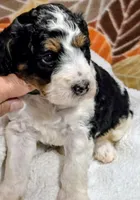 Blake-mini, a male Miniature Bernedoodle for sale in Ladysmith, WI – 3 of 10