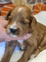 Devonte- mini, a male Goldendoodle for sale in Ladysmith, WI – 3 of 7