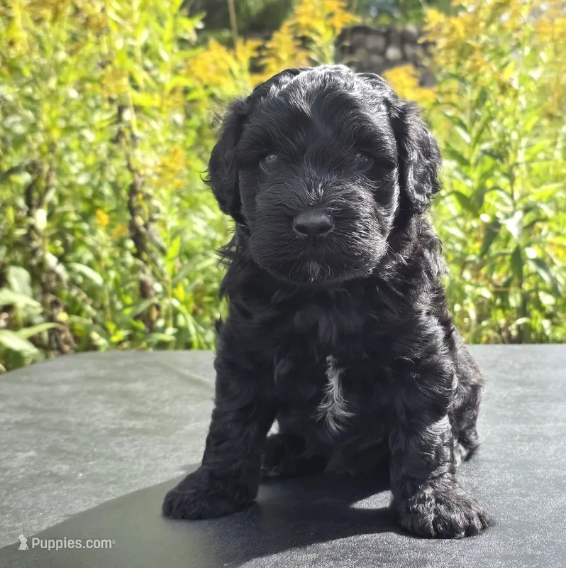 Marshawn-mini – Portuguese Water Dog, Poodle - Miniature  puppy for sale in Ladysmith, WI