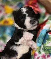 Majic-mini, a female Poodle - Miniature  and Sheepadoodle for sale in Ladysmith, WI – 6 of 7