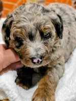 Hank-mini, a male Miniature Bernedoodle for sale in Ladysmith, WI – 9 of 10