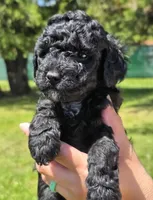 Major , a male Miniature Goldendoodle for sale in Ladysmith, WI – 10 of 10