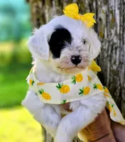 Marina- Mini, a female Portuguese Water Dog for sale in Ladysmith, WI – 5 of 6