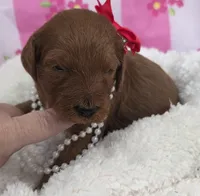 Poppy- mini, a female Goldendoodle for sale in Ladysmith, WI – Photo 1 of 7