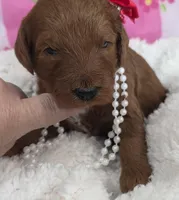 Poppy- mini, a female Goldendoodle for sale in Ladysmith, WI – Photo 2 of 7