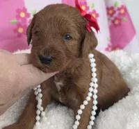 Poppy- mini, a female Goldendoodle for sale in Ladysmith, WI – Photo 4 of 7