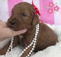 Poppy- mini, a female Goldendoodle for sale in Ladysmith, WI – Photo 3 of 7